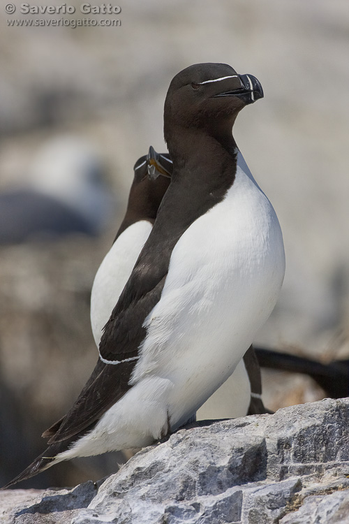 Razorbill