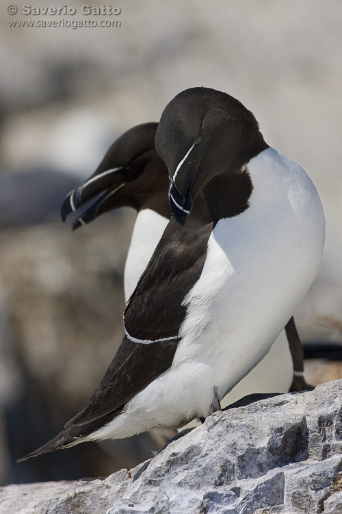 Razorbill