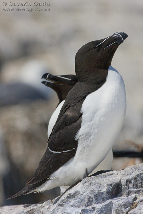 Razorbill