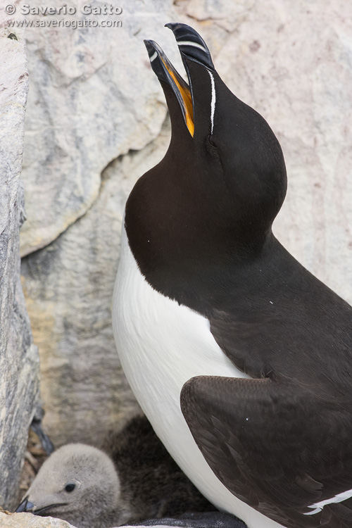 Razorbill