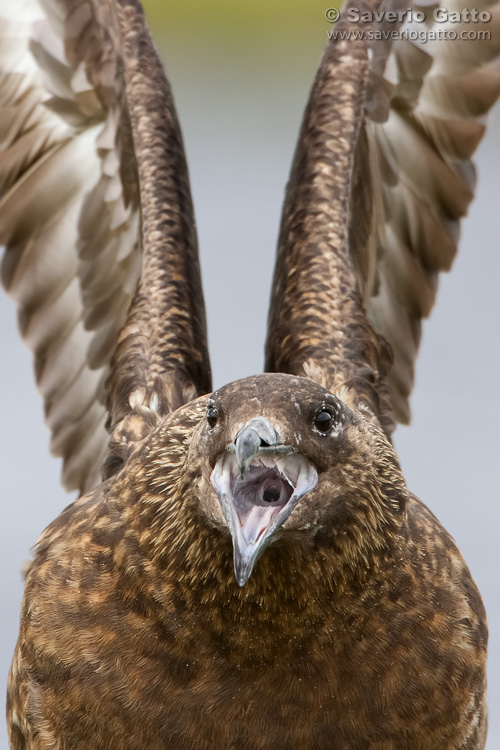 Great Skua