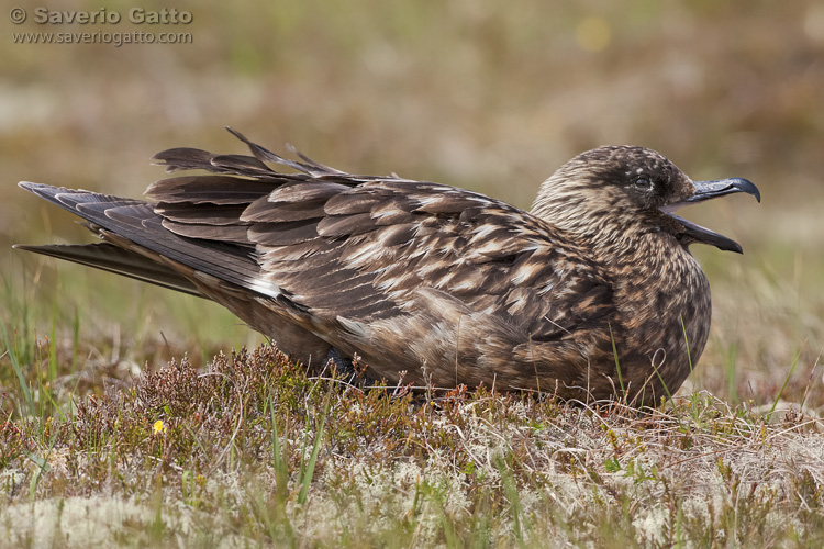 Great Skua