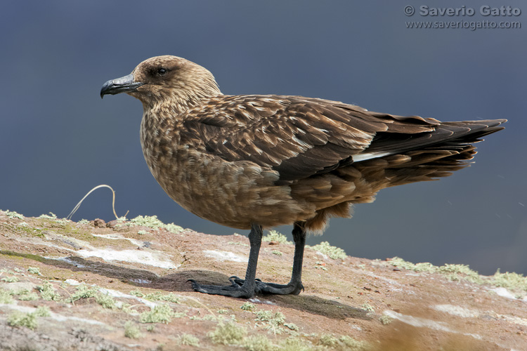 Great Skua