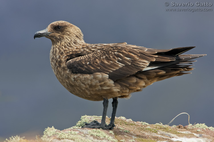 Great Skua