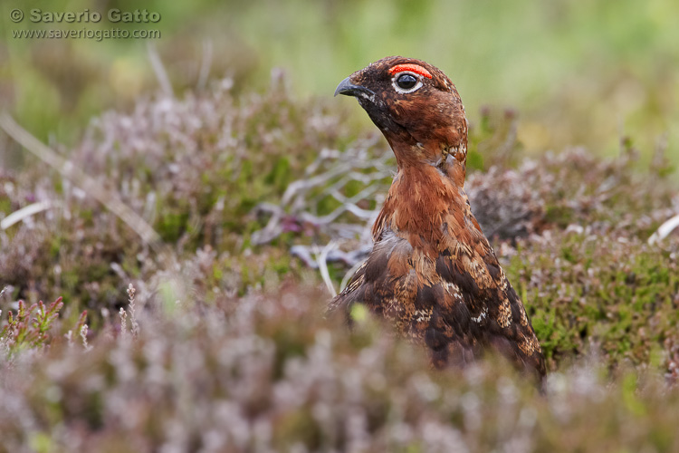 Red Grouse