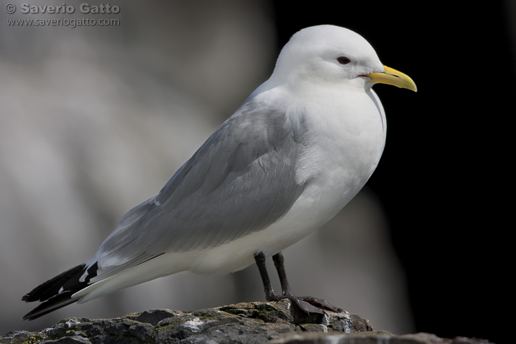 Black-legged Kittiwake