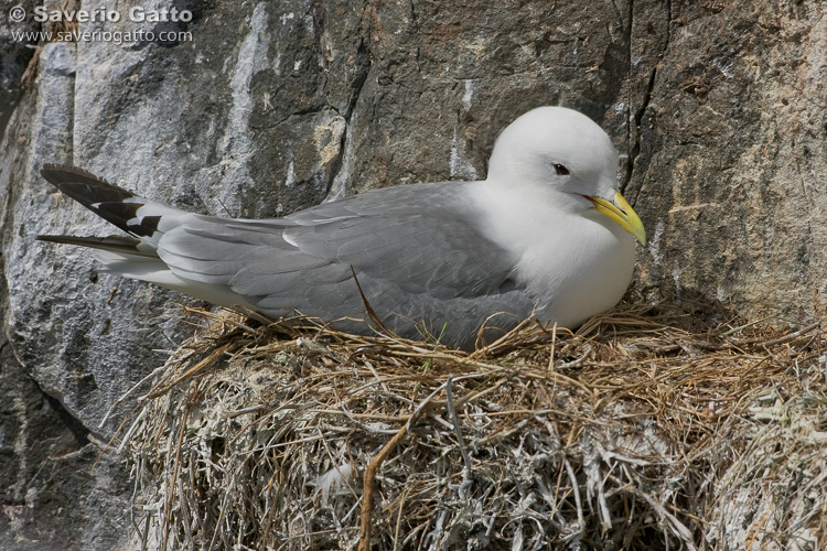 Black-legged Kittiwake