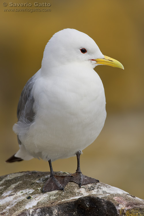 Black-legged Kittiwake