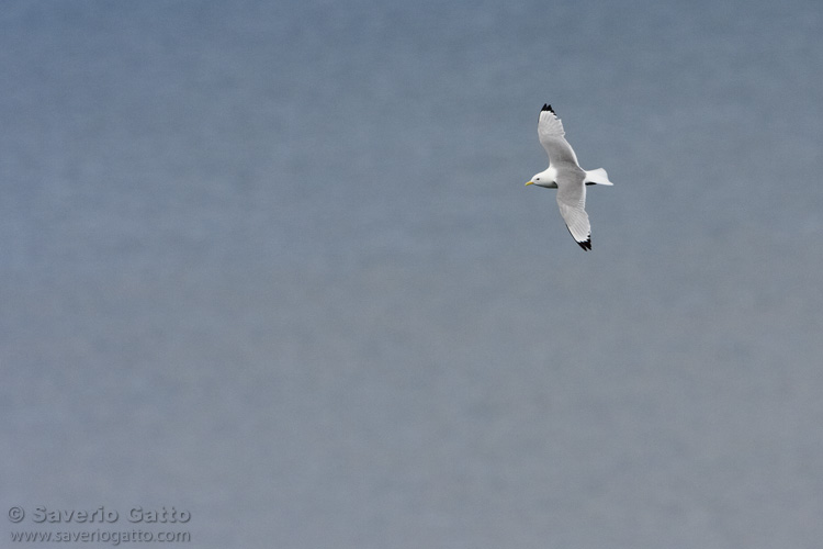 Black-legged Kittiwake