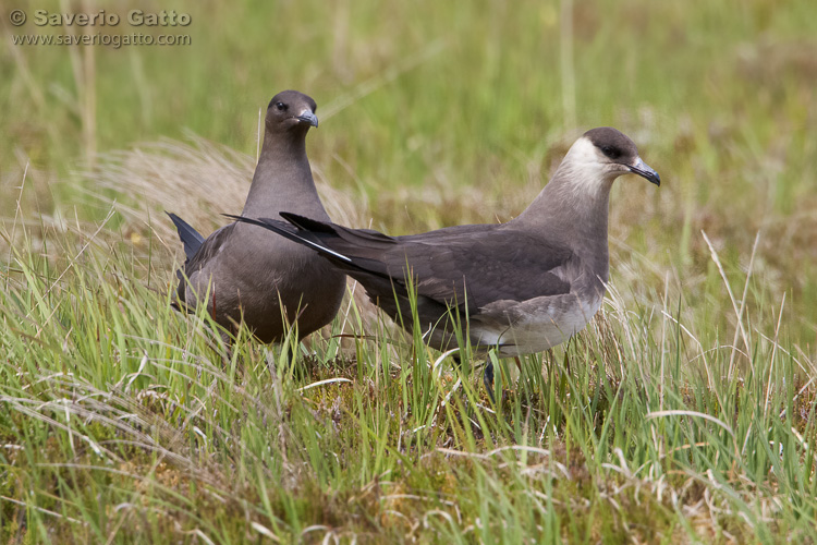 Parasitic Jaeger