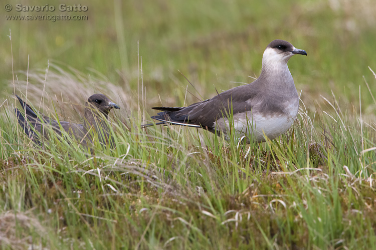 Parasitic Jaeger