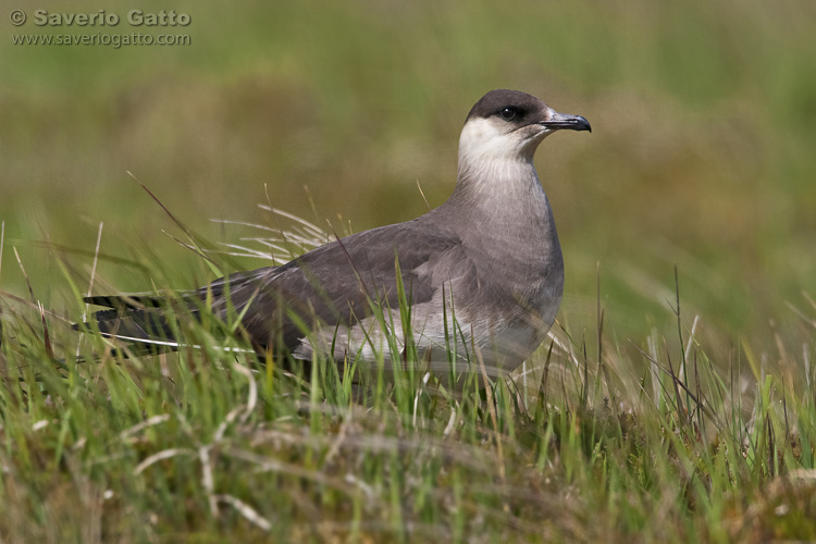 Parasitic Jaeger