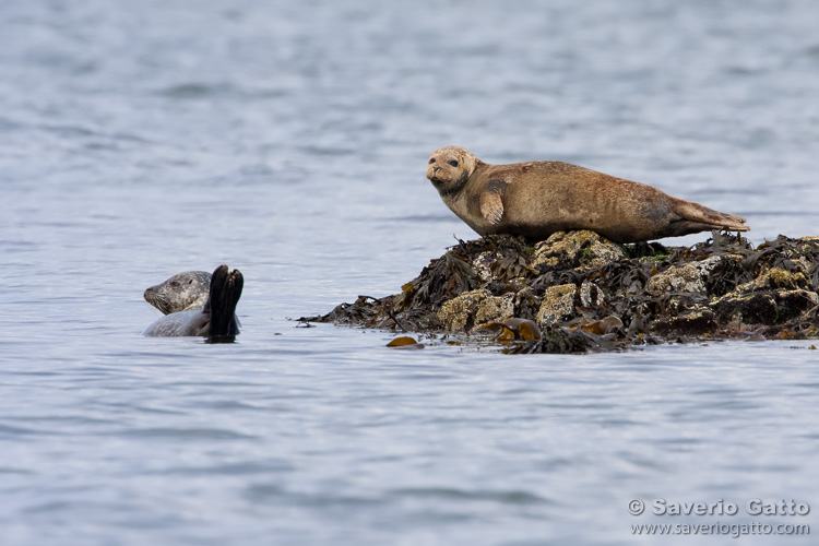 Foca comune