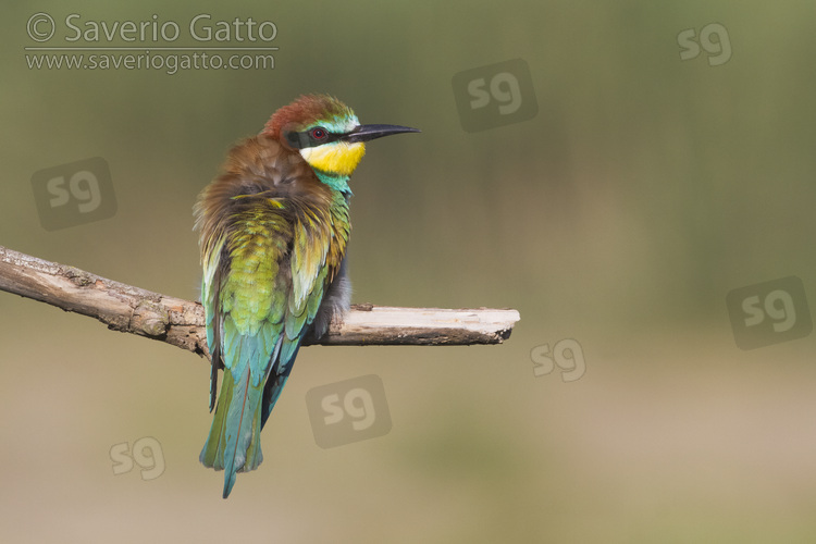 European Bee-eater