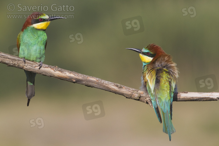 European Bee-eater