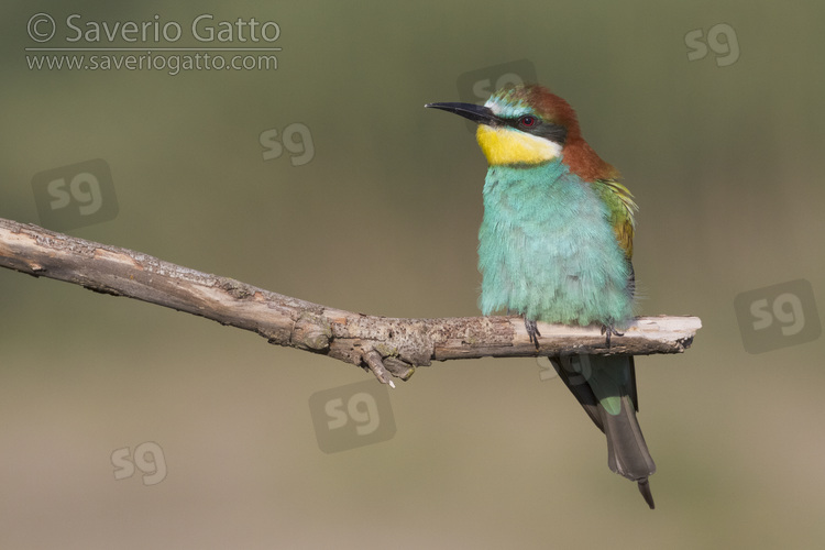 European Bee-eater