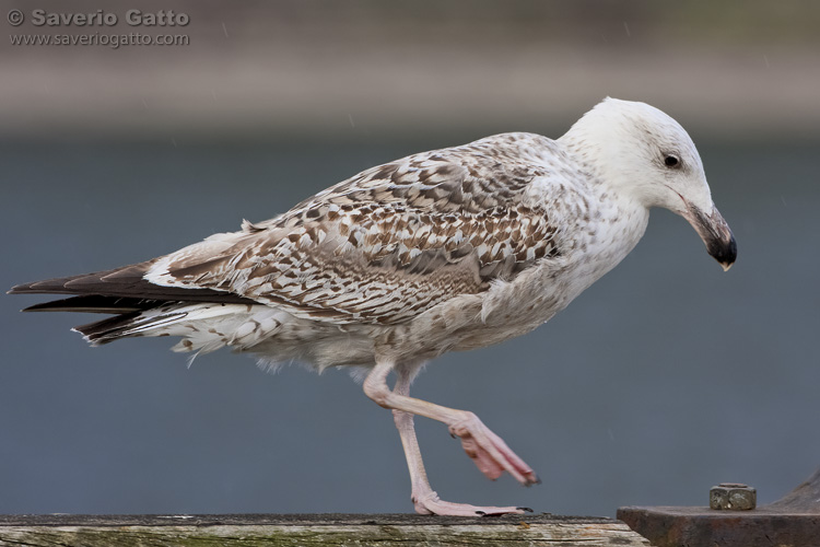 Great Black-backed Gull