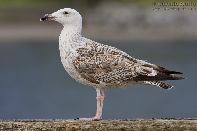 Great Black-backed Gull