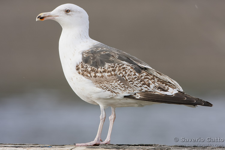 Great Black-backed Gull