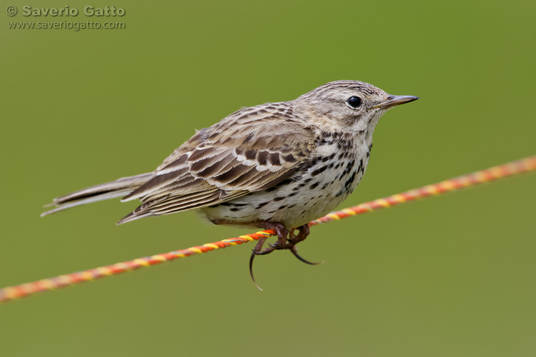 Meadow Pipit