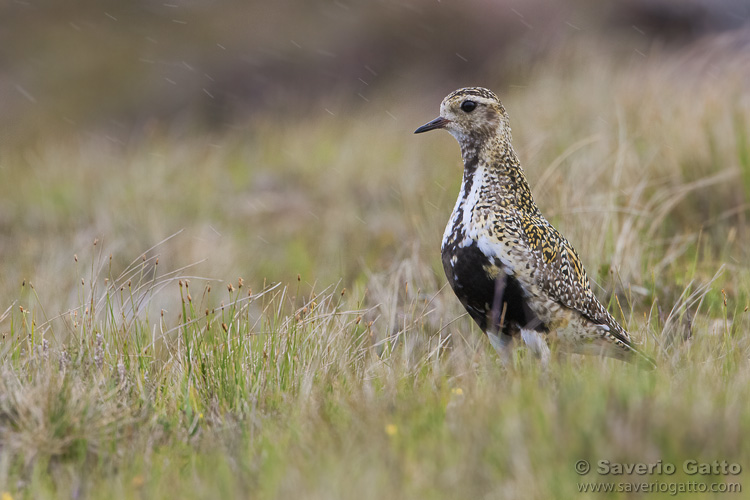 European Golden Plover