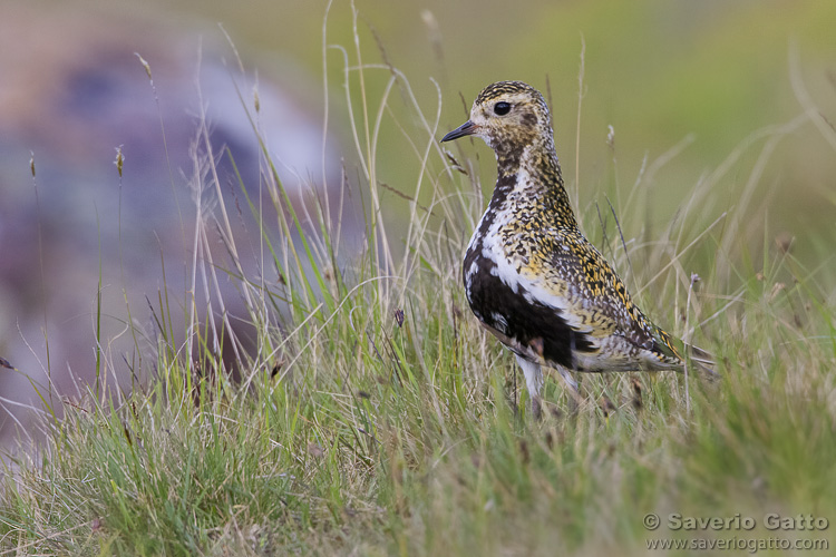 European Golden Plover