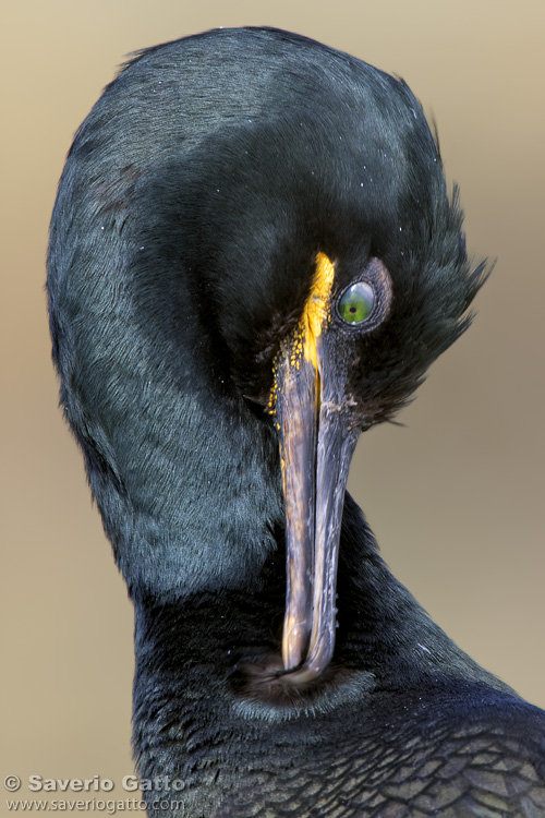 European Shag