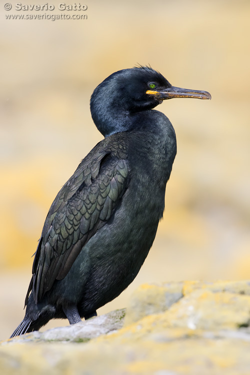 European Shag