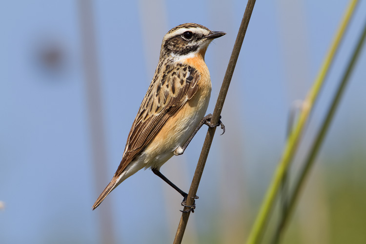 Whinchat