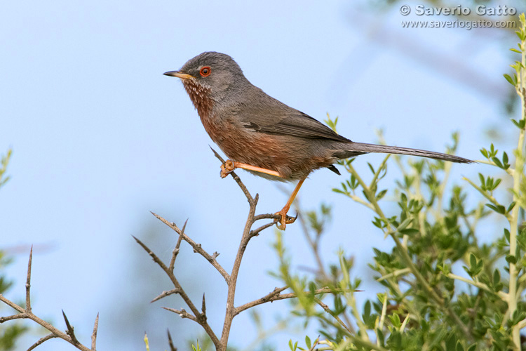 Dartford Warbler