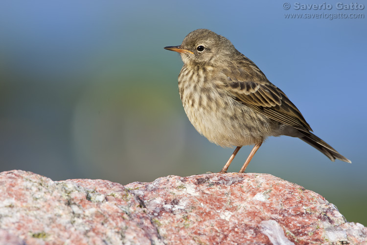 Rock Pipit