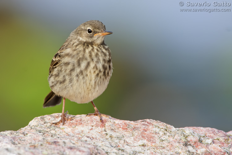 Rock Pipit