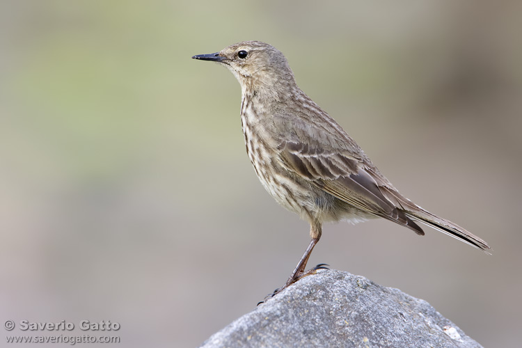 Rock Pipit