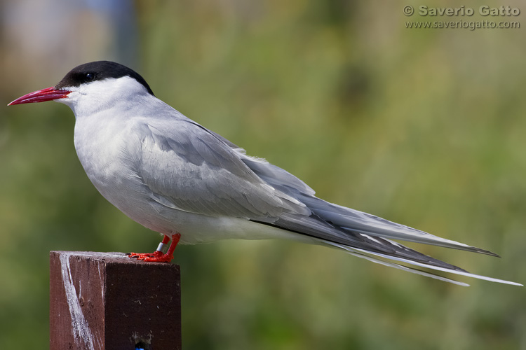 Arctic Tern