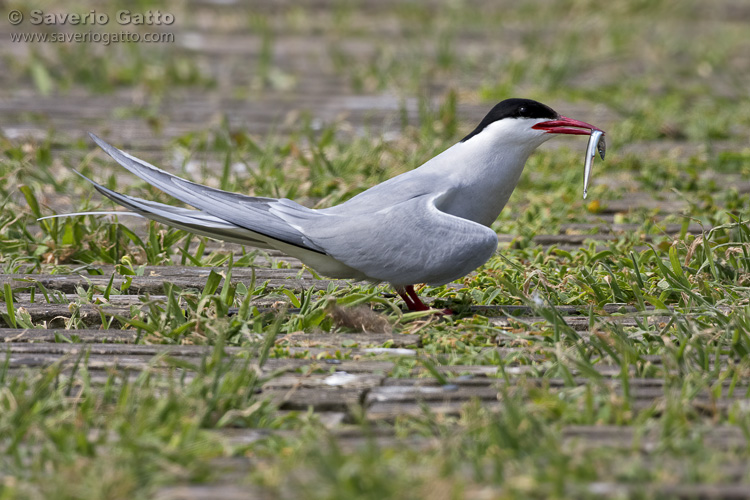 Arctic Tern