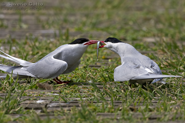 Arctic Tern