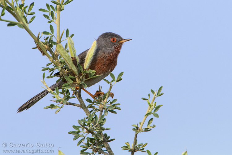 Dartford Warbler