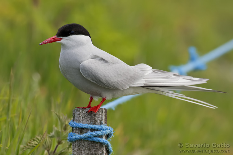 Arctic Tern