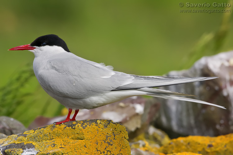 Arctic Tern