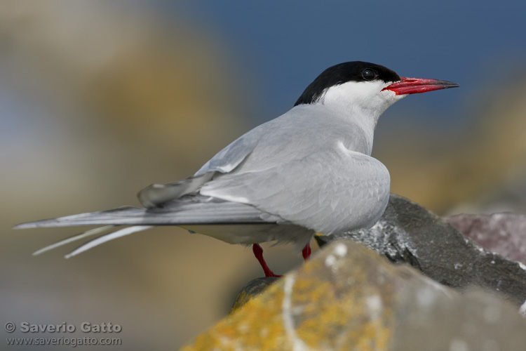 Arctic Tern