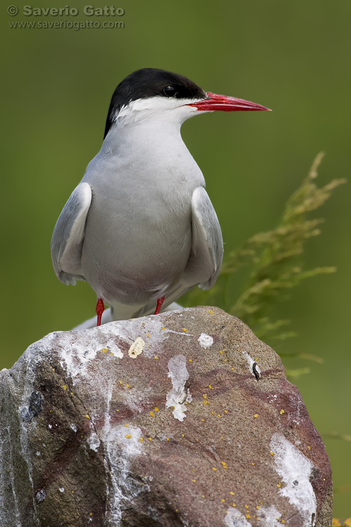 Arctic Tern