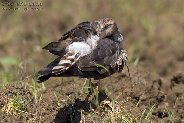 Montagu's Harrier