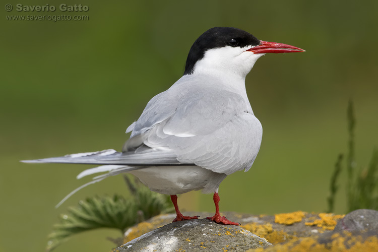 Arctic Tern