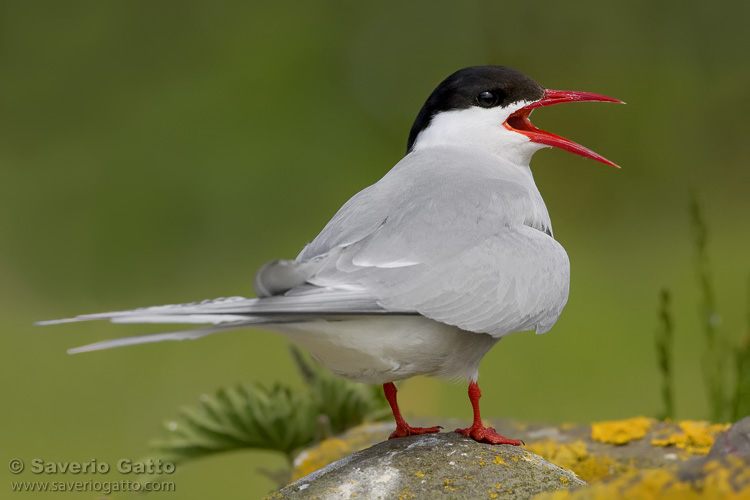 Arctic Tern