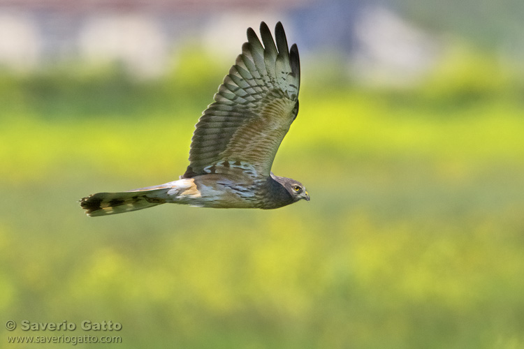 Montagu's Harrier