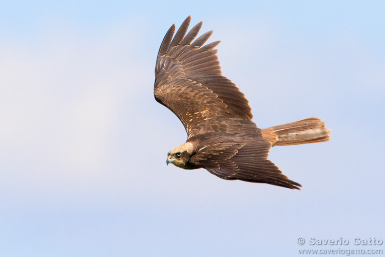 Marsh Harrier