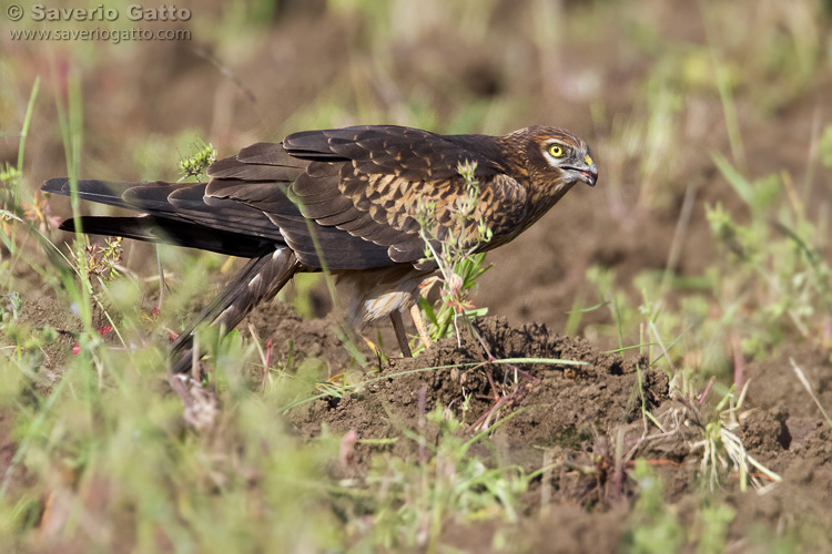 Montagu's Harrier