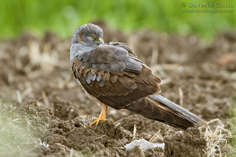 Montagu's Harrier