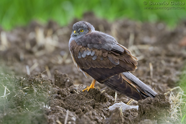 Montagu's Harrier