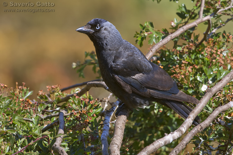 Western Jackdaw